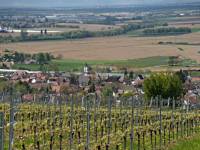 Weinort Norsingen - am Fu&szlig;e des Batzenberges